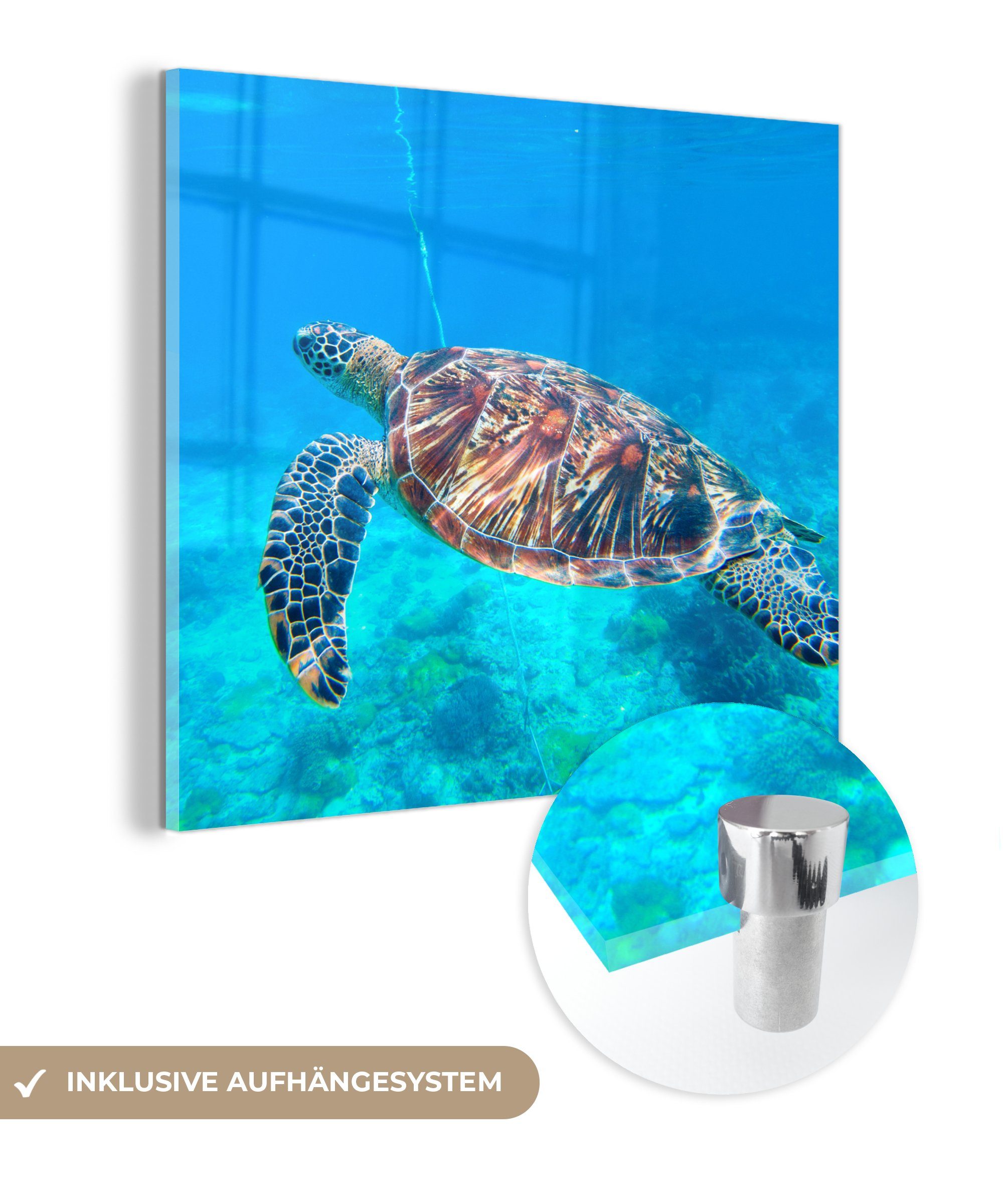 MuchoWow Acrylglasbild Meer - Schildkröte - Wasser, (1 St), Glasbilder - Bilder auf Glas Wandbild - Foto auf Glas - Wanddekoration