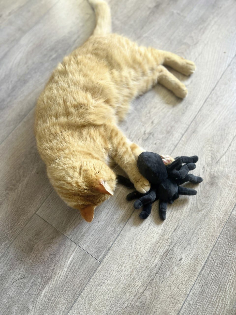 Aumüller Tierkuscheltier Aumüller Katzenspielzeug Tarantel Spooky schwarz, Sand