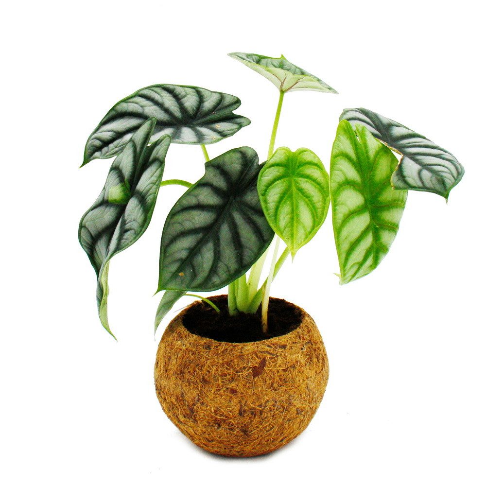 Exotenherz Zimmerpflanze Kokodama Alocasia baginda Dragon Scale im Kokodama günstig online kaufen