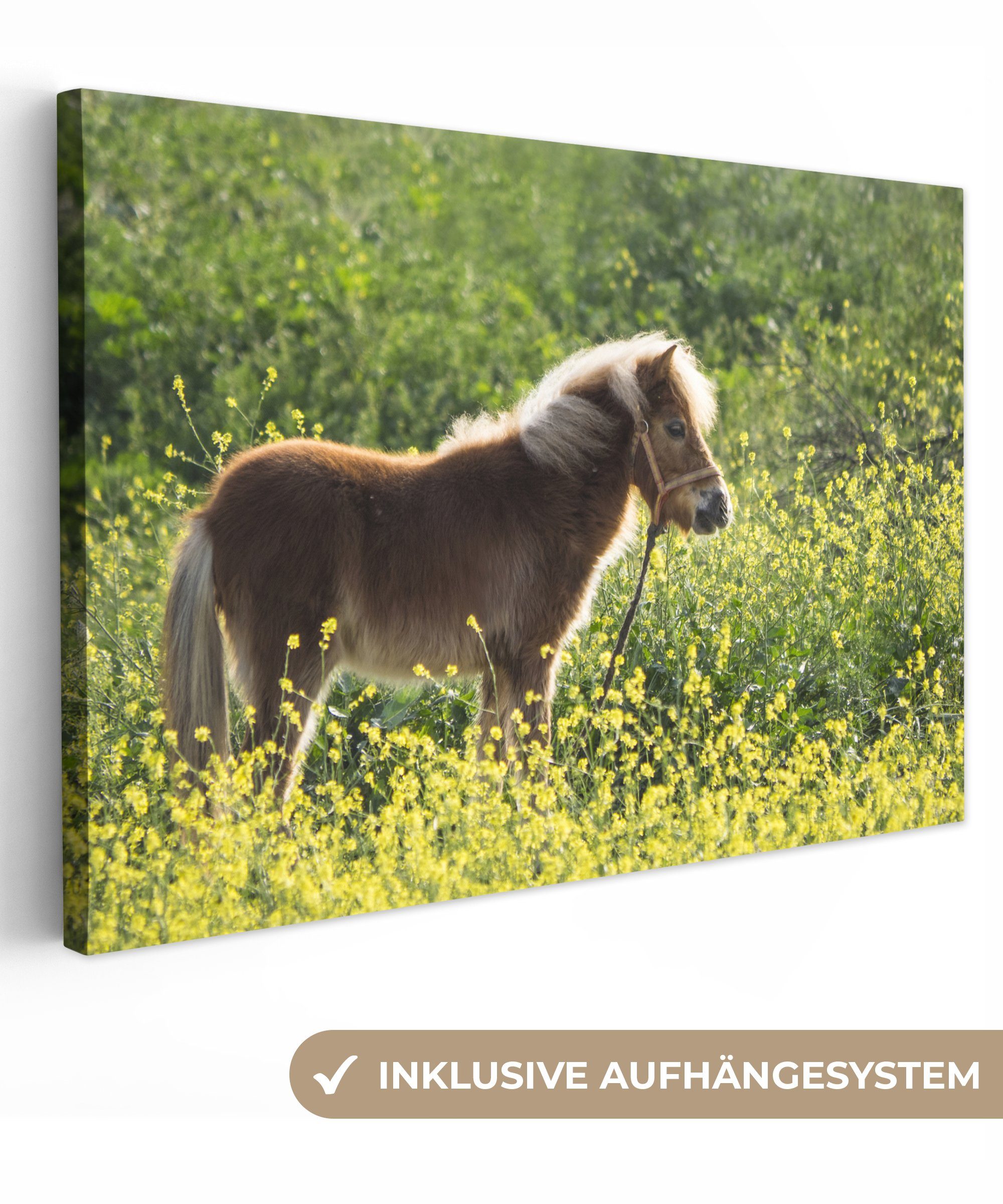 OneMillionCanvasses® Leinwandbild Porträt eines Ponys auf der Weide, (1 St), Wandbild Leinwandbilder, Aufhängefertig, Wanddeko, 30x20 cm