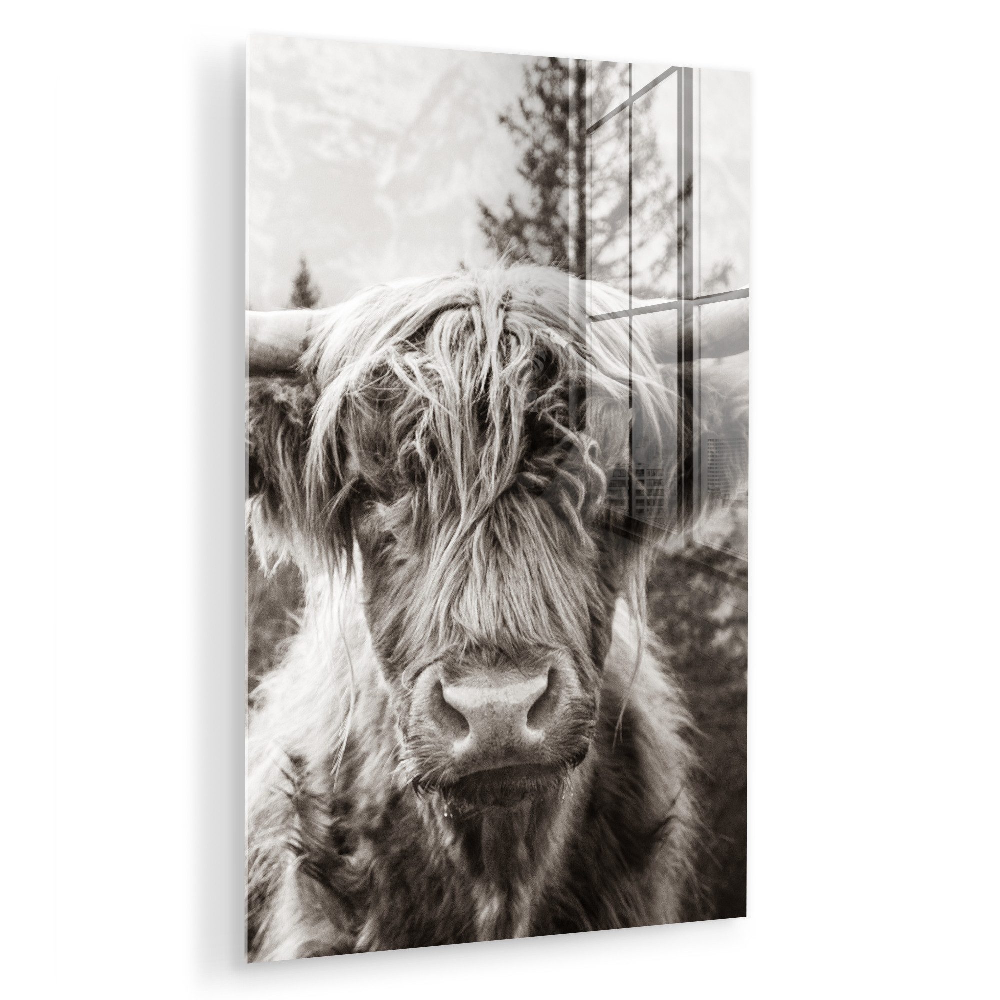 MuchoWow Acrylglasbild Schottischer Highlander - Kuh günstig online kaufen