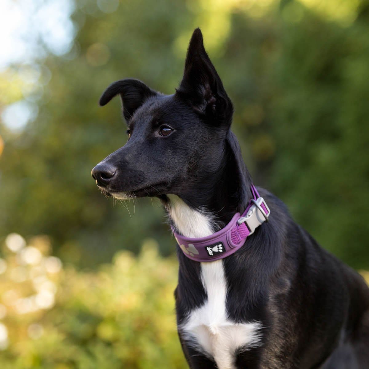 HURTTA Hunde-Halsband Weekend Warrior Halsband violett
