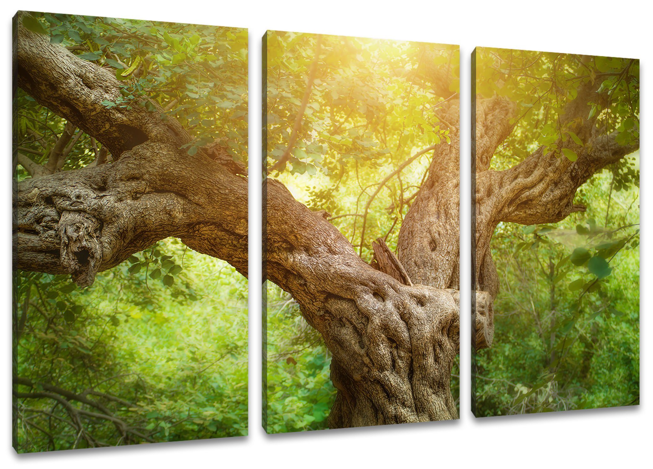Pixxprint Leinwandbild Mächtiger bespannt, Wald (1 Wald, Mächtiger Baum Baum Leinwandbild (120x80cm) im St), fertig im inkl. Zackenaufhänger 3Teiler
