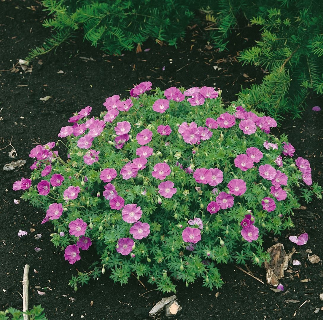 Pflanzen für Dich Staude Geranium sanguineum Nanum, 1 St., Blut-Storchschnabel