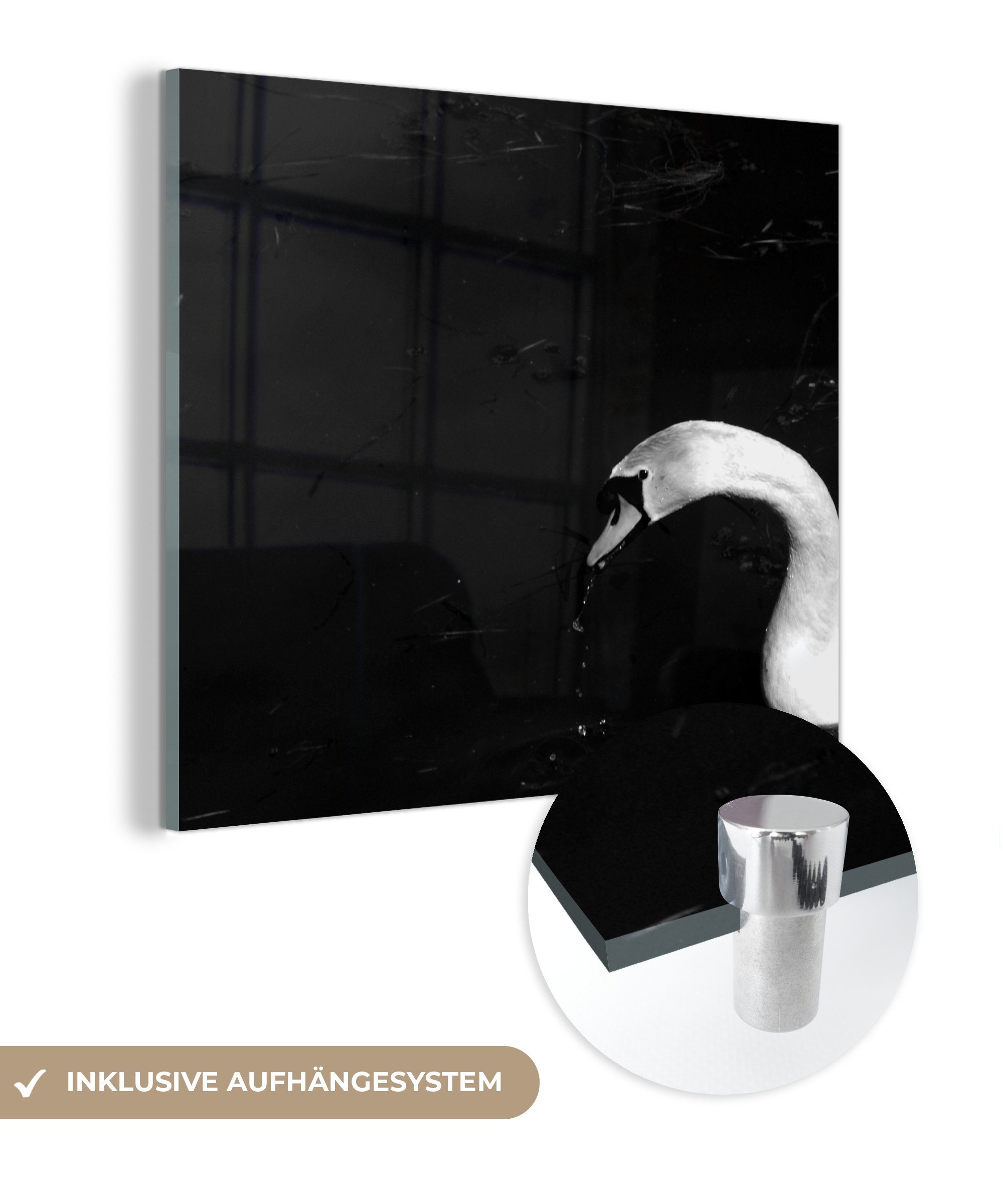 MuchoWow Acrylglasbild Weißer Schwan trinkt Wasser, (1 St), Glasbilder - Bilder auf Glas Wandbild - Foto auf Glas - Wanddekoration