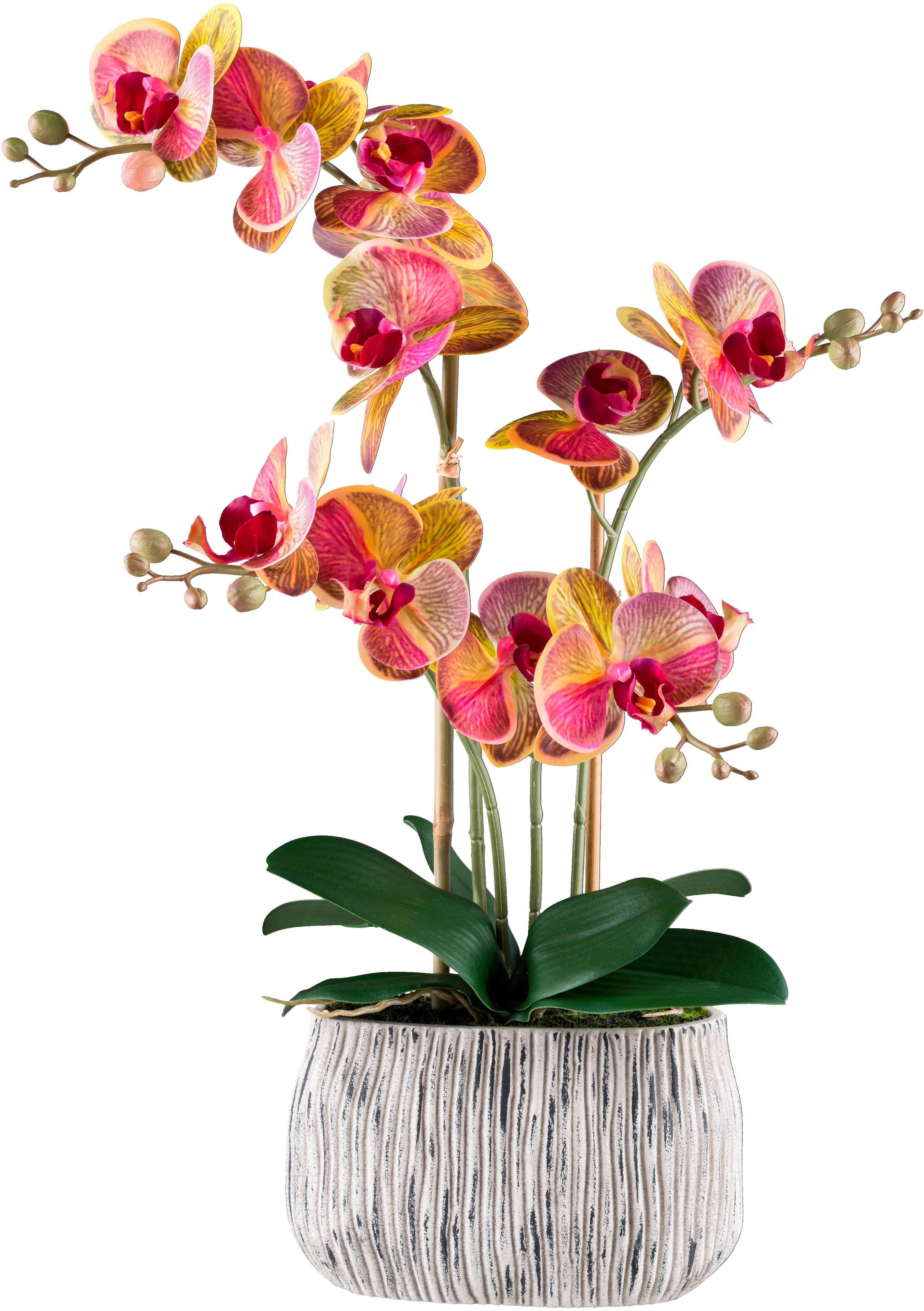 Kunstorchidee Orchidee Phalaenopsis, Creativ green, Höhe 56 cm, mit außerge günstig online kaufen