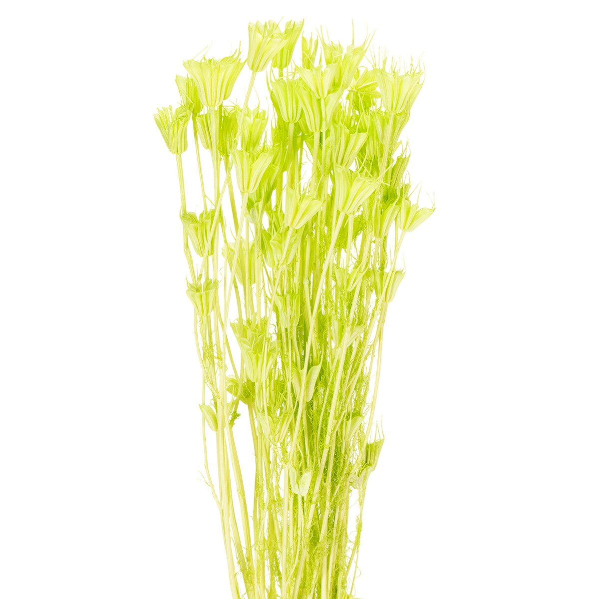 Trockenblume Trockenblumen Nigella für elegante Dekoration und kreative, Florists Products, Höhe 70.0 cm