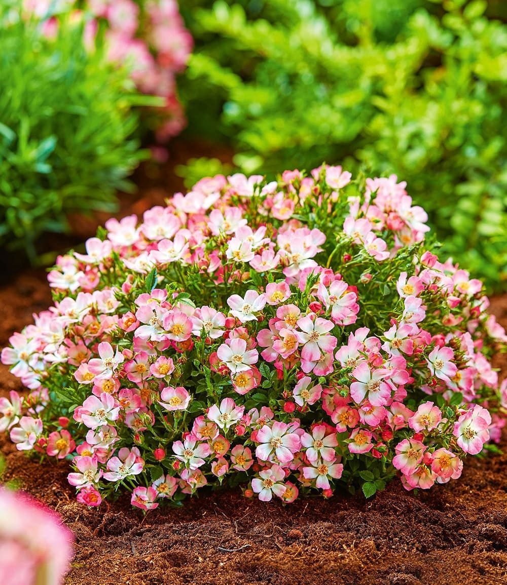 BALDUR Garten Rose Alpin-Rose 'Cutie Pie®', 1 St., Bodendecker,winterhart,duftend