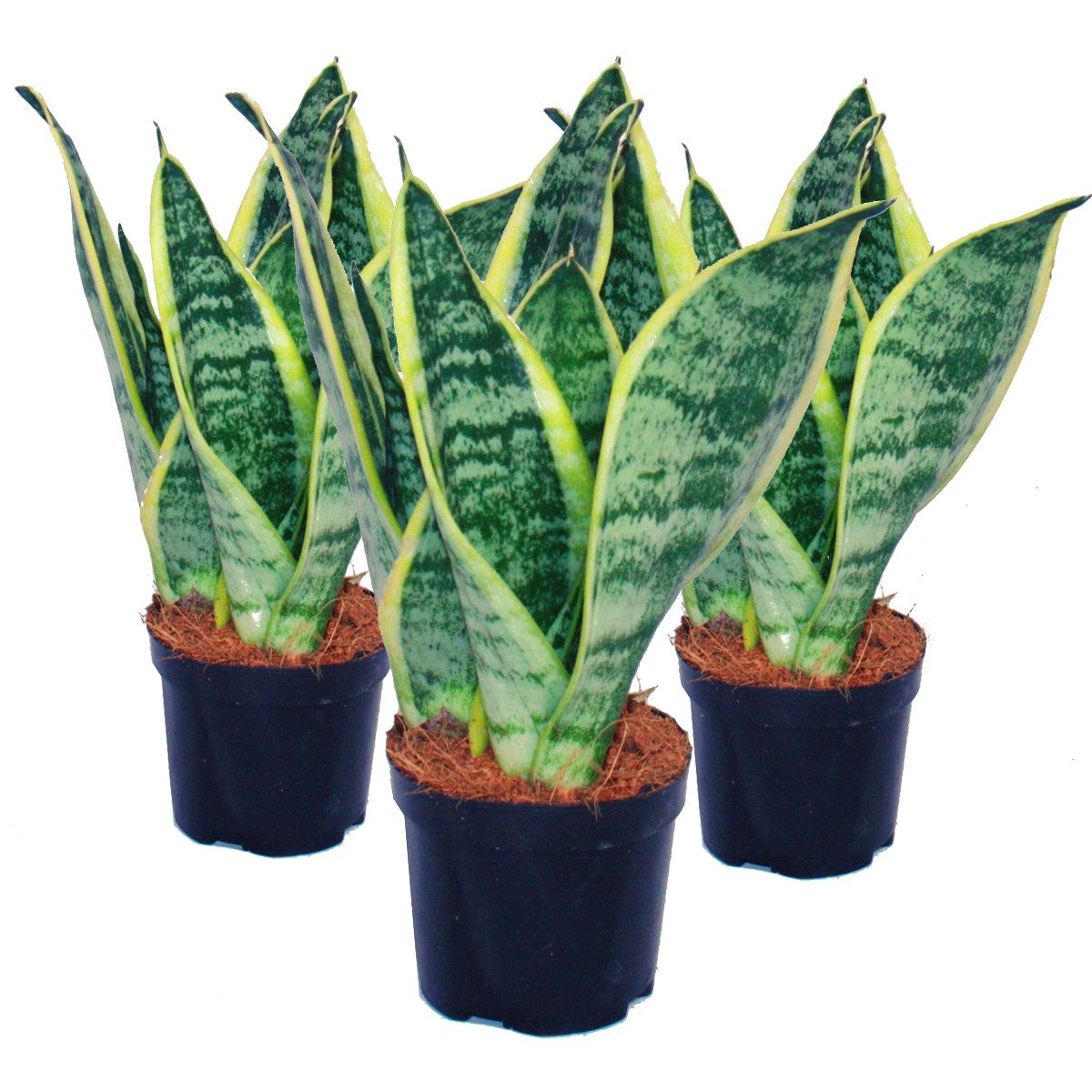 Zimmerpflanze 3er Set Sansevieria trifasciata - gelb-grüner Bogenhanf - 9cm Topf