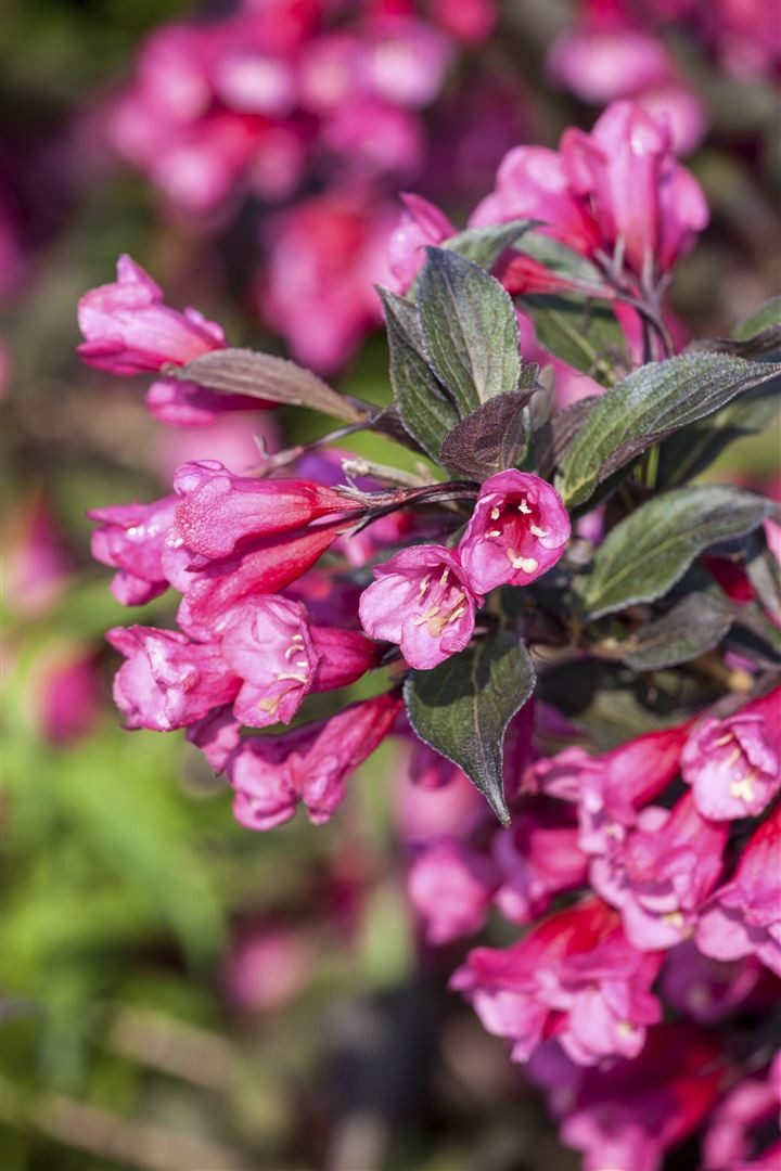 Pflanzen für Dich Gehölze Weigela florida Victoria, 1 St., Weigelie, Glockenstrauch