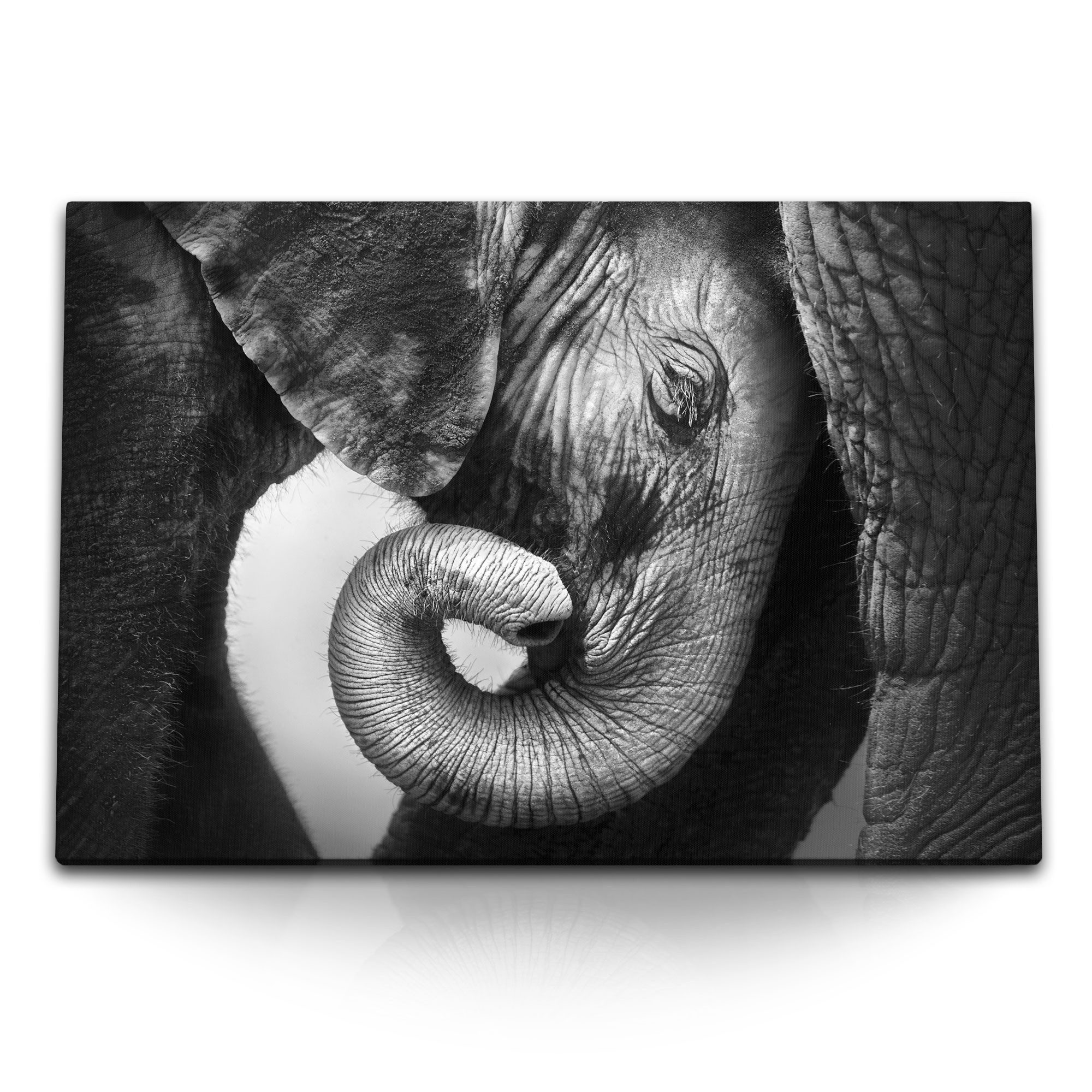 Leinwandbild 120x80cm Wandbild auf Leinwand Baby Elefant Tierfotografie Schwarz Wei