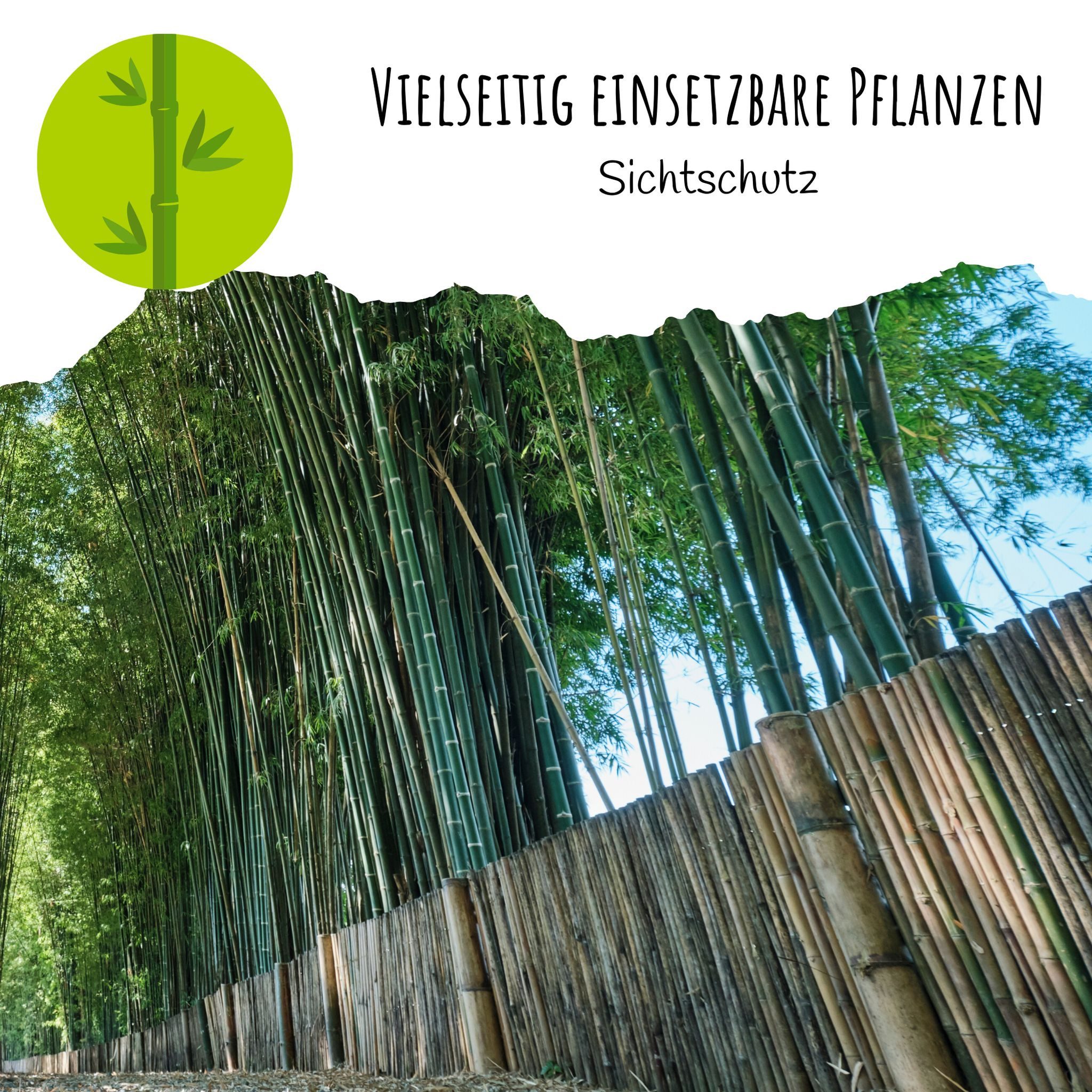 HappySeed Blumensamen Kalkuttabambus Samen - Dendrocalamus strictus, Bambus – Bild 3 von 5