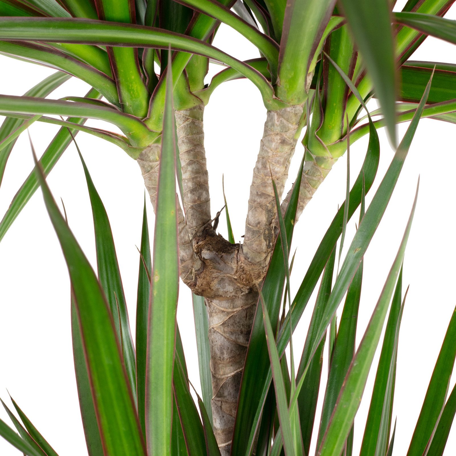 Thumbnail - Flowerbox Zimmerpflanze Gerandeter Drachenbaum 3-Stamm - Dracaena marginata, - Höhe ca. 120 cm, Topf-Ø 21 cm