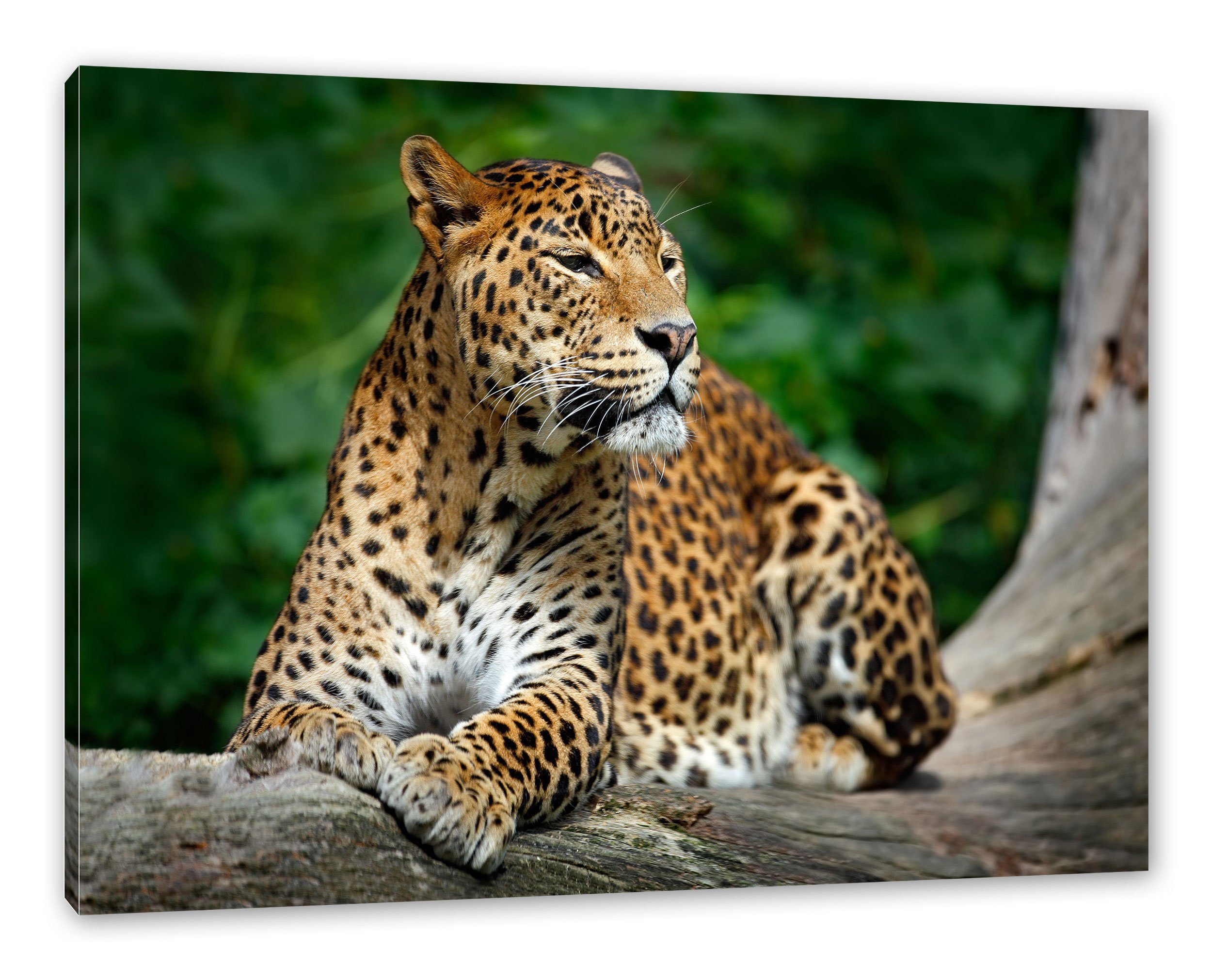 Pixxprint Leinwandbild Wunderschöner Leopard in der günstig online kaufen