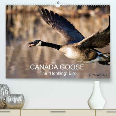 CALVENDO Wandkalender CANADA GOOSE / UK-Version (Premium-Calendar 2023 DIN A2 Landscape)
