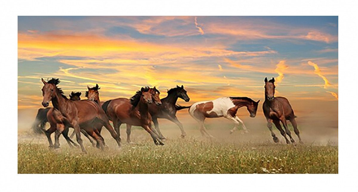 TPFLiving Kunstdruck (OHNE RAHMEN) Poster - Leinwand - Wandbild, Wilde Pferde - Running horses - Galoppierende Pferde - Schimmel (Leinwand Wohnzimmer, Leinwand Bilder, Kunstdruck), Leinwand bunt - Größe 20x40cm