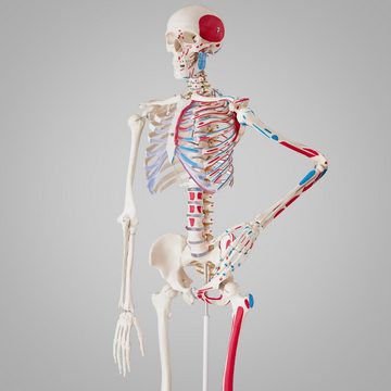 tectake Dekoobjekt Anatomieskelett mit Muskel und Knochen Markierung
