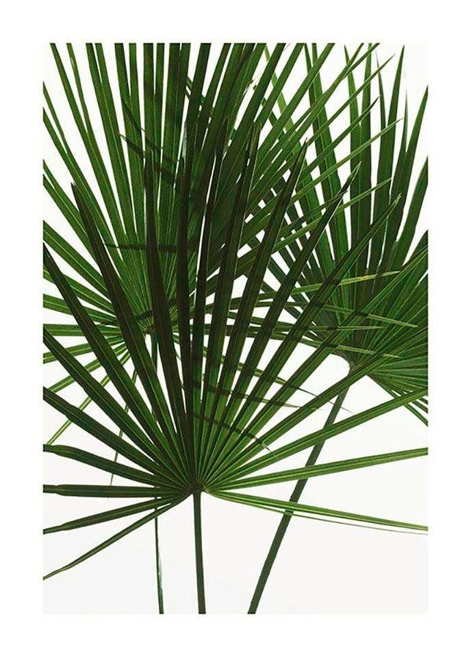 Komar Poster Palmtree Leaves, Pflanzen (1 St), Kinderzimmer, Schlafzimmer, Wohnzimmer | Poster