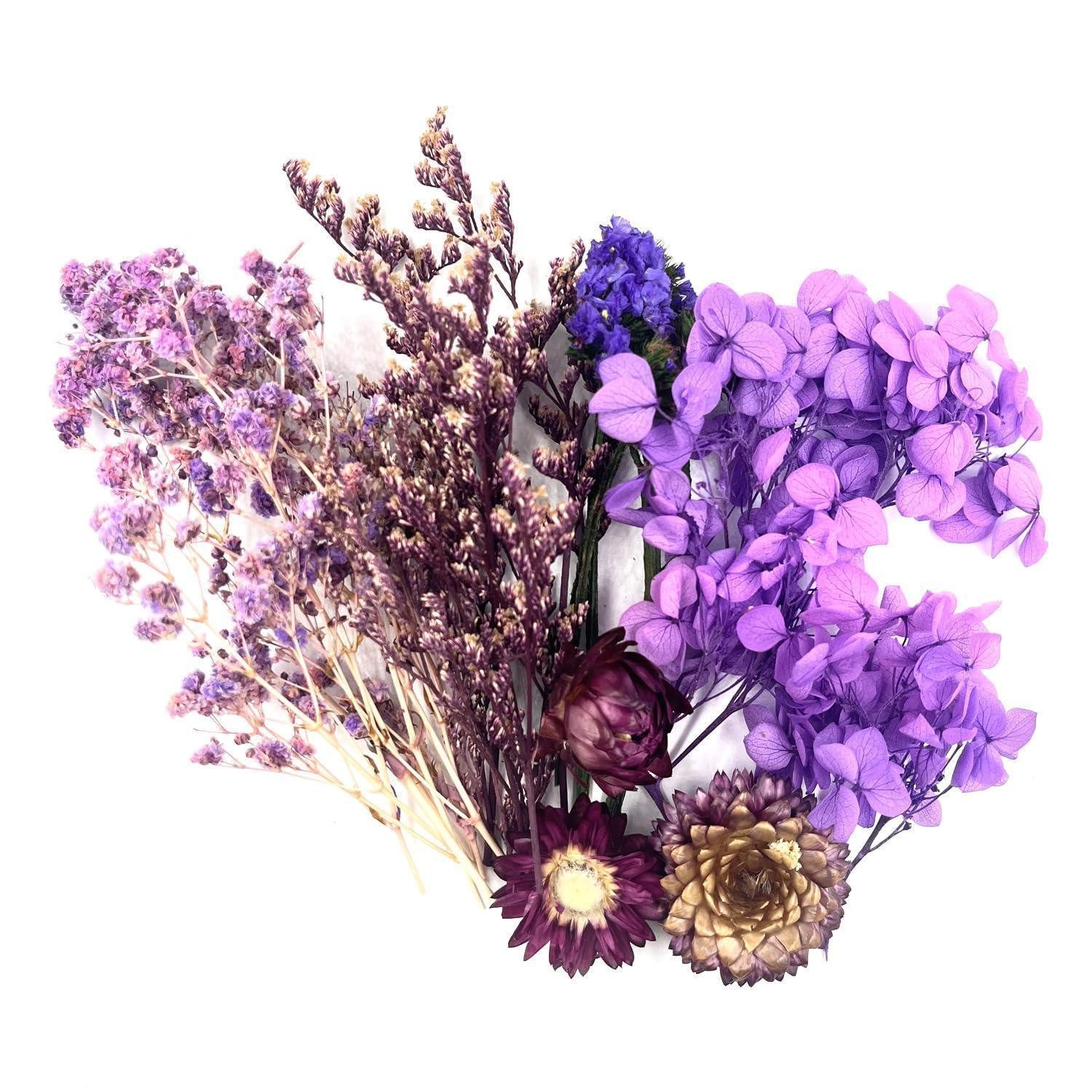 Trockenblume Trockenblumen Set Lila DIY Basteln Deko, LuxusKollektion, Höhe 5 cm