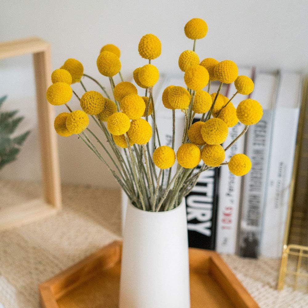 Trockenblume Pampasgras Getrocknete Craspedia Globosa 30 günstig online kaufen