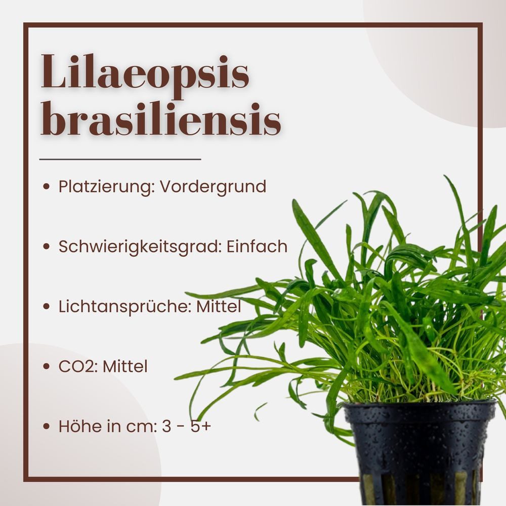 Aquaone Wasserpflanze Aquarium Pflanze Lilaeopsis brasiliensis Wasserpflanz günstig online kaufen