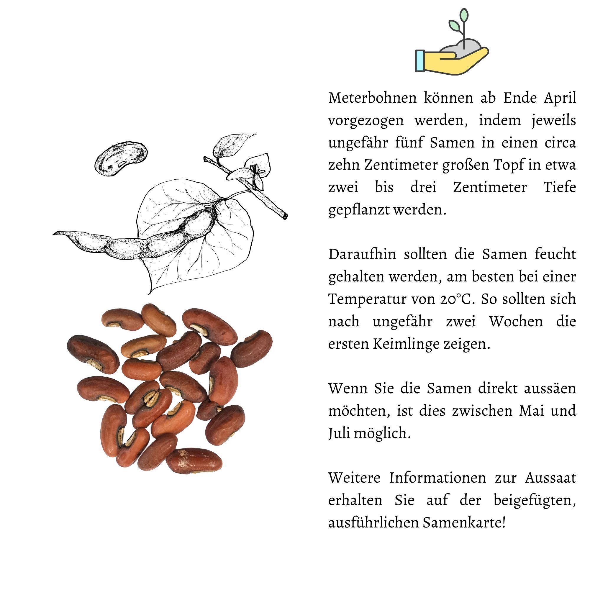 HappySeed Gemüsesamen Meterbohne Samen - Vigna unguiculata, Blumen – Bild 5 von 5
