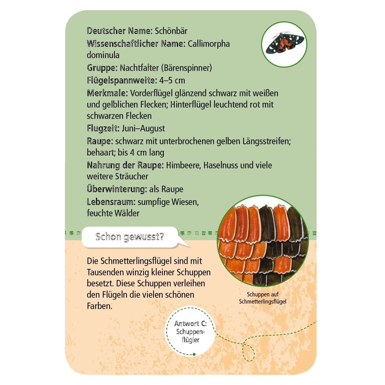 Moses. Verlag Spiel Expedition Natur heimische Schmetterlinge Kartenspiel