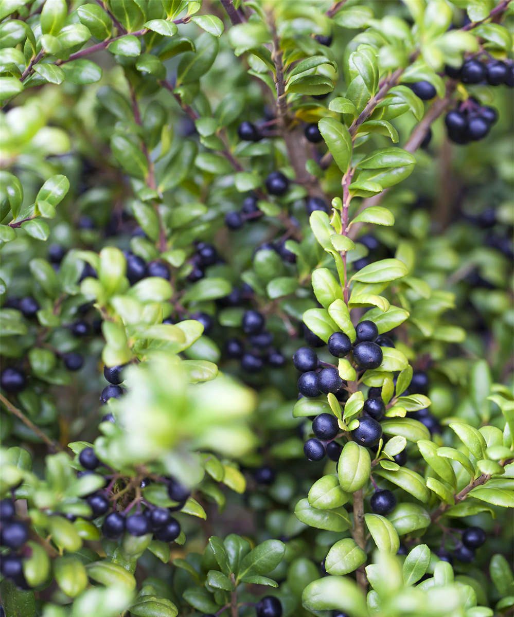 Garten von Ehren Zierstrauch Ilex crenata Convexa Containerware 25-30 cm hoch