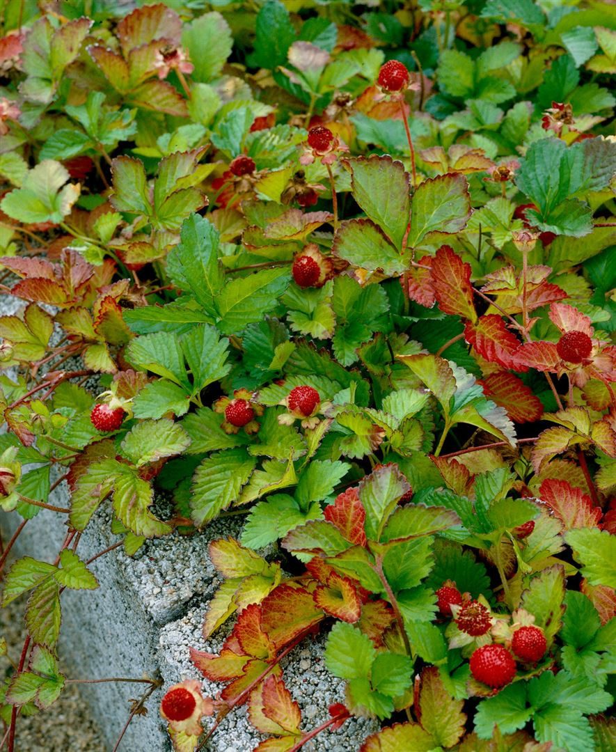 Pflanzen für Dich Staude Duchesnea indica, 1 St., Indisches Scheinerdbeer, Scheinerdbeere