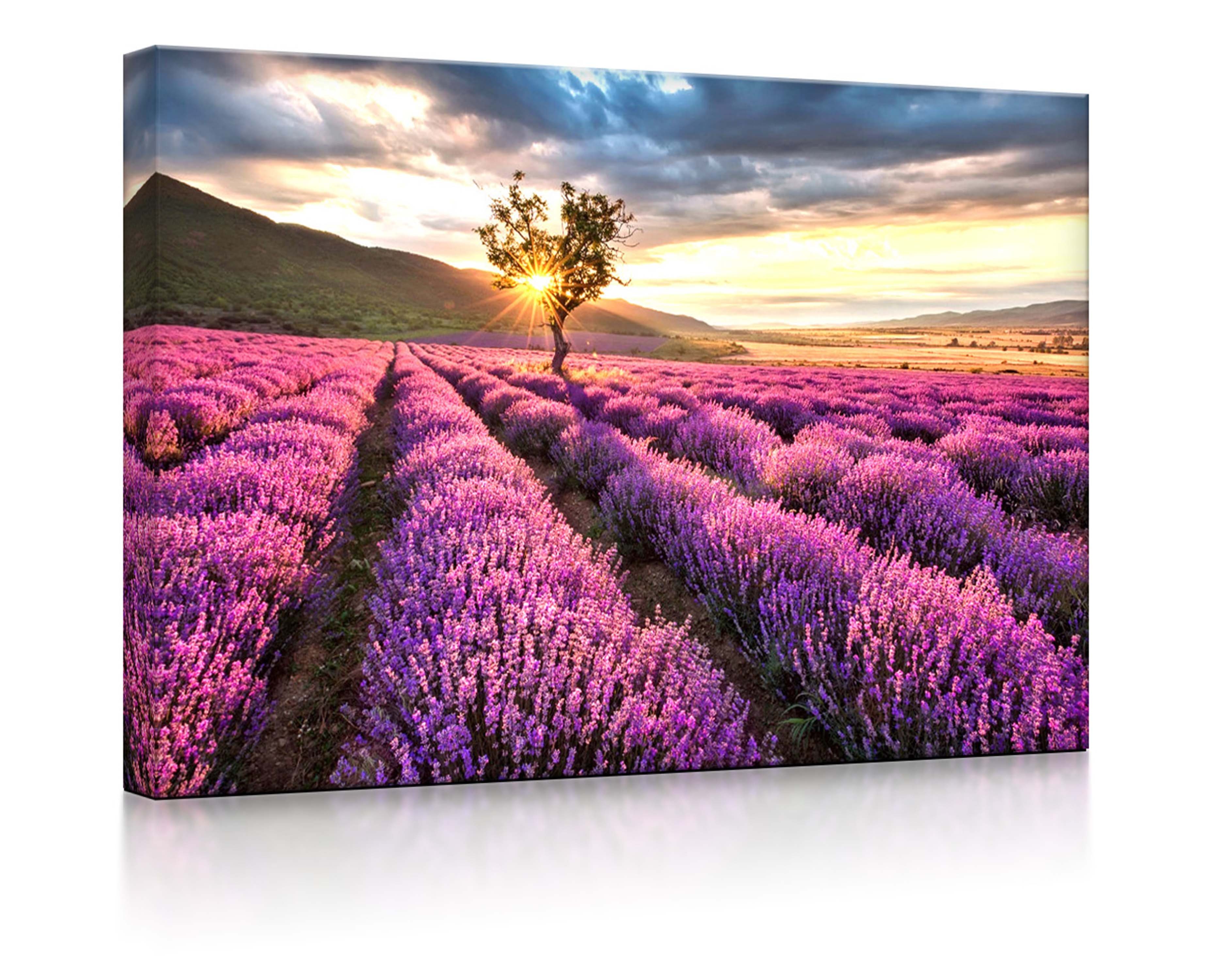 lightbox-multicolor LED-Bild Provence mit einsamen Baum fully lighted / 60x40cm, Leuchtbild mit Fernbedienung