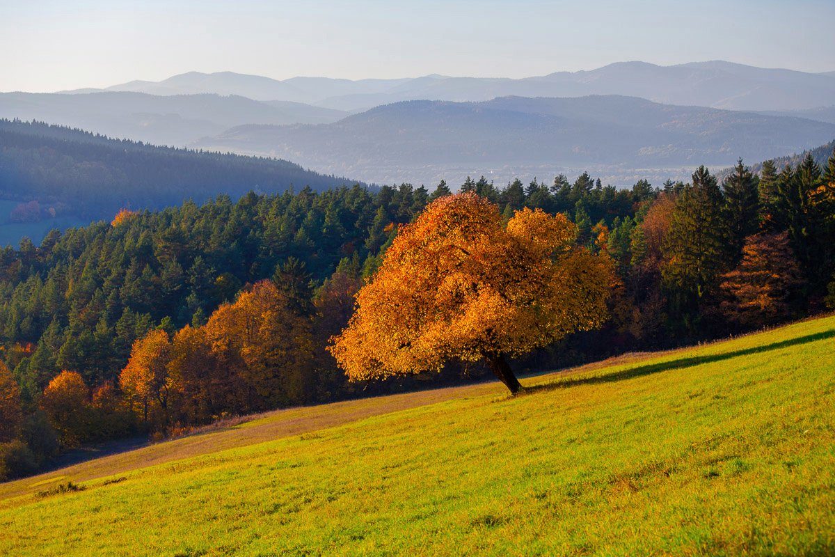 Fototapete Wald Landschaft Papermoon