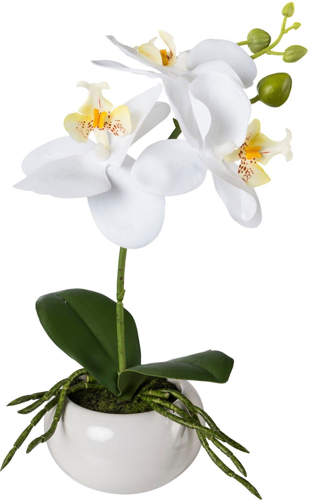 Kunstorchidee Phalaenopsis in Keramikschale Orchidee Phalaenopsis, Creativ günstig online kaufen