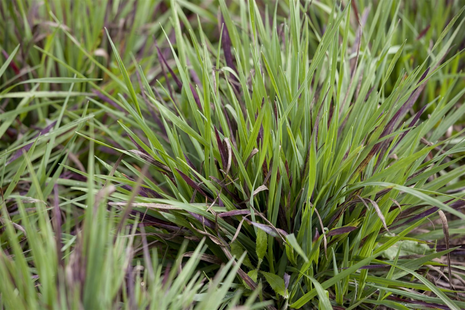 Pflanzen für Dich Трави Luzula pilosa Igel, 1 St., Flatter-Binse, Waldmarbel, immergrün, bodendecker