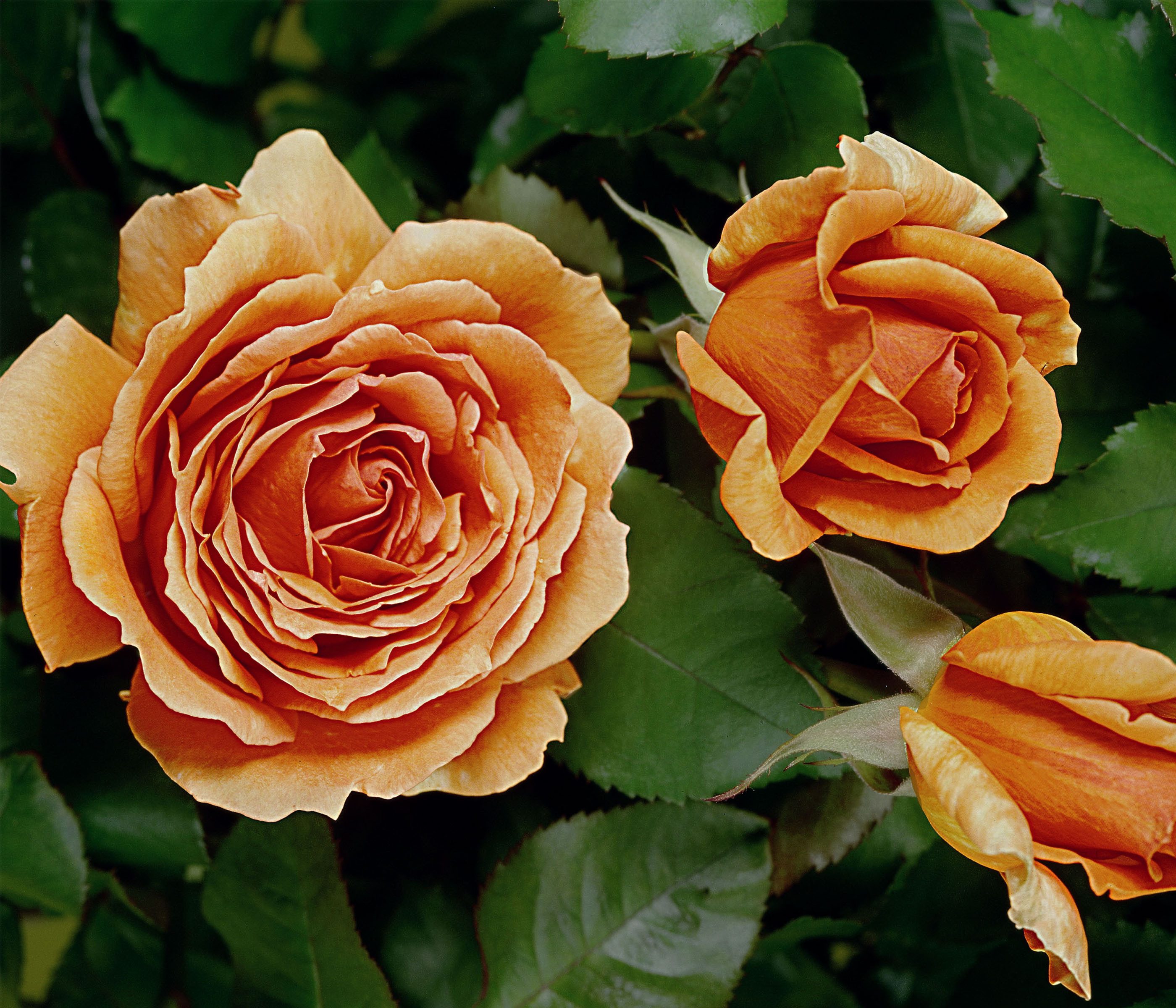 Dehner Rose Edelrose Ashram®, 15-30 cm, gefüllt und duftend, apricot-orange Blüten, gefüllt, Züchter Tantau