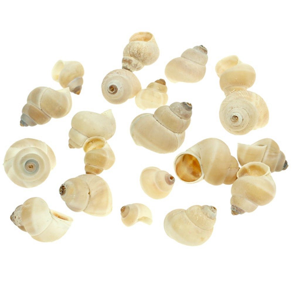 Viana Bastelnaturmaterial Umachi Deko Meermuscheln 500g für maritime Deko DIY Basteln