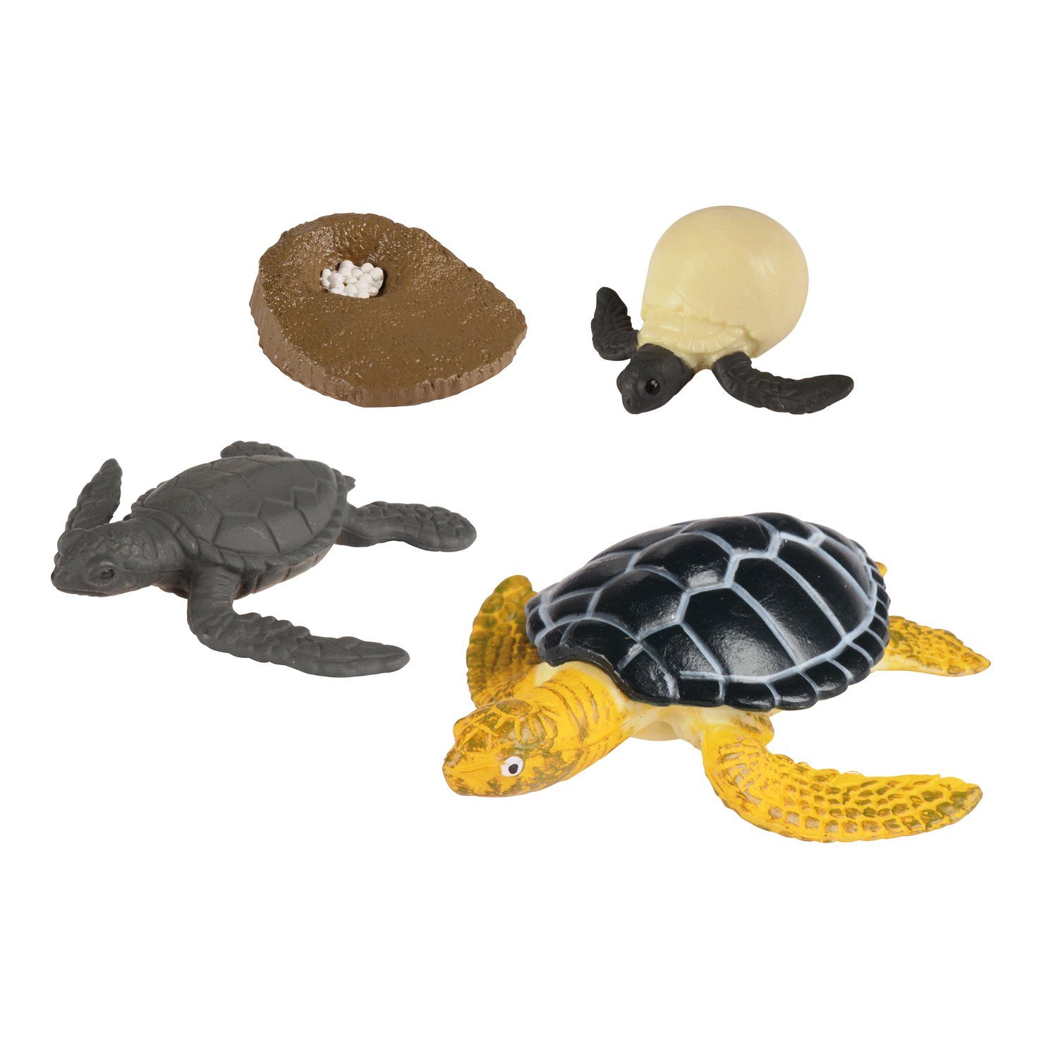 EDUPLAY Lernspielzeug Lebenszyklen Meeresschildkröte, 6,2 x 6,6 x 2 cm