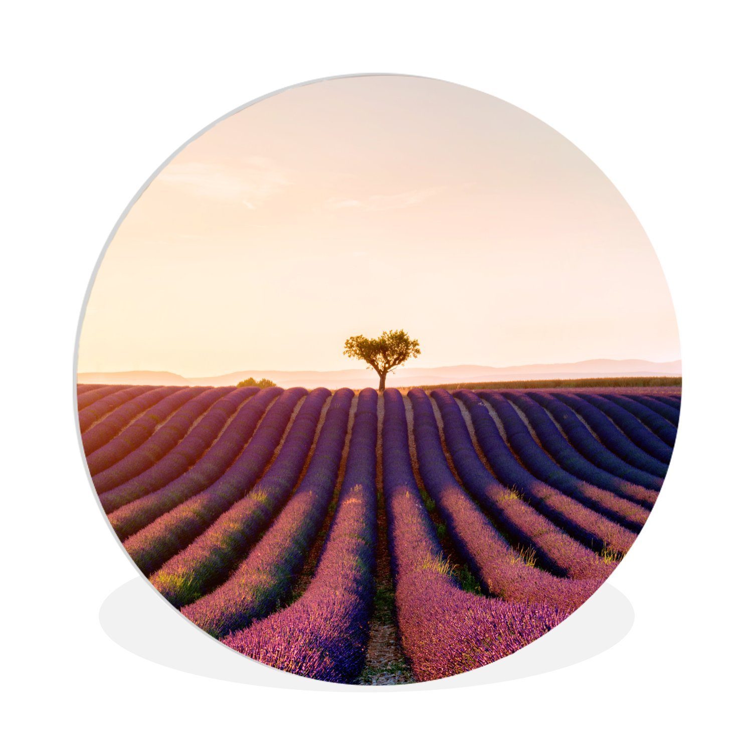 MuchoWow Gemälde Bild eines violetten Lavendelfeldes in Valensole, Frankreich, (1 St), Kreis Wanddekoration Forex, Rundes Wandbild, Wohnzimmer, 30x30 cm