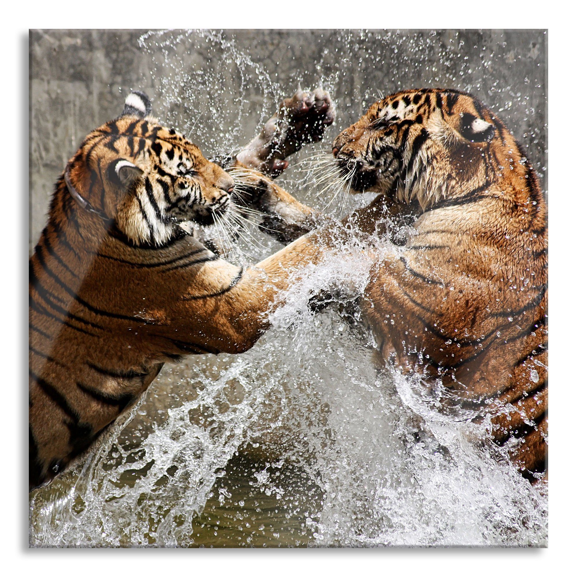 Pixxprint Glasbild St), Abstandshalter Tiger Wasser, (1 Echtglas, aus Kämpfende Tiger Kämpfende inkl. im und Aufhängungen Glasbild Wasser im