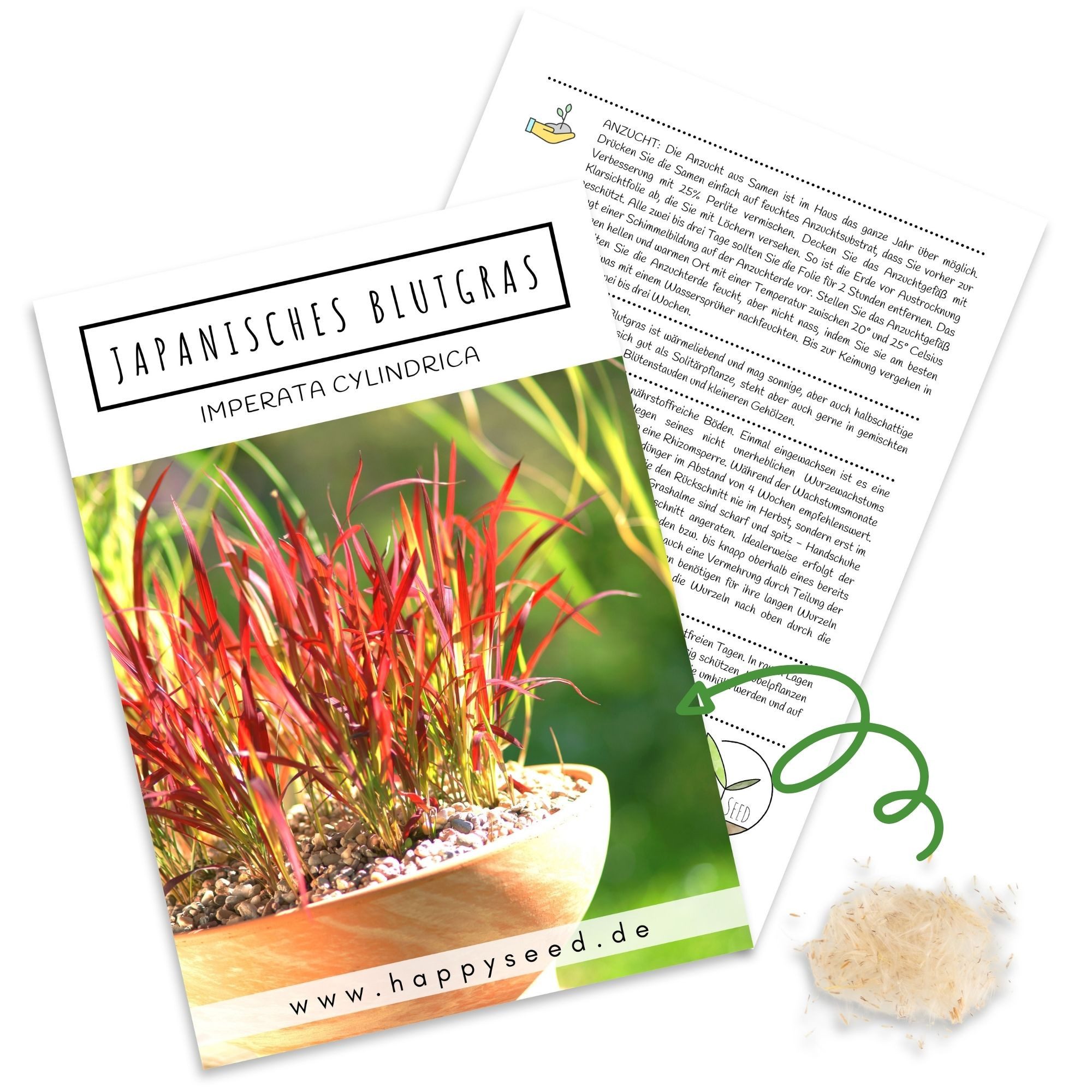 HappySeed Blumensamen Japanisches Blutgras Samen - Imperata cylindrica, Blumen