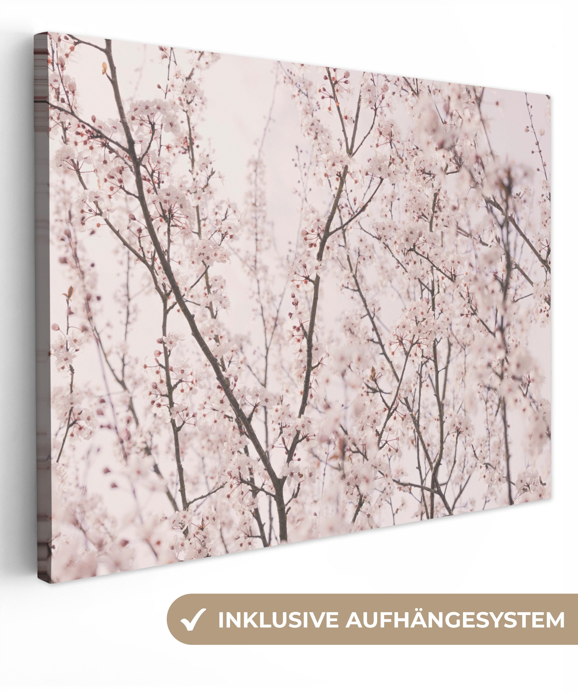 Blüte - Bäume - Äste - Natur - Rosa