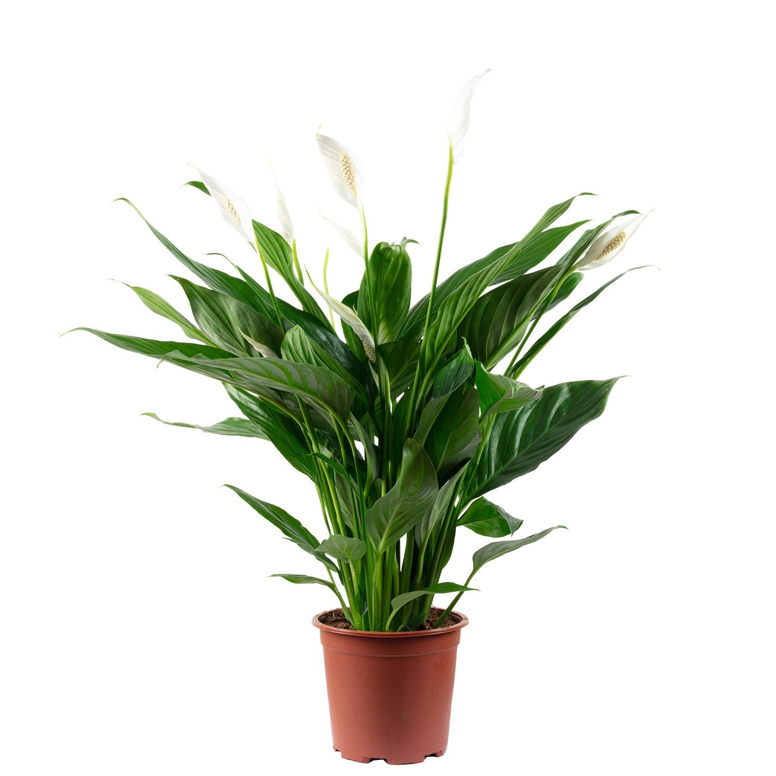 Flowerbox Zimmerpflanze Einblatt 4-8 Blüten/Knospen - Spathiphyllum, - Höhe ca. 70 cm, Topf-Ø 17 cm. € 28,59