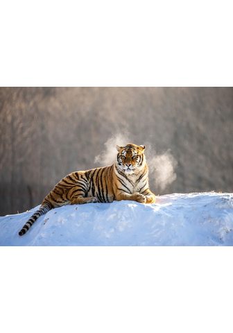  Papermoon fototapetas Siberain Tiger