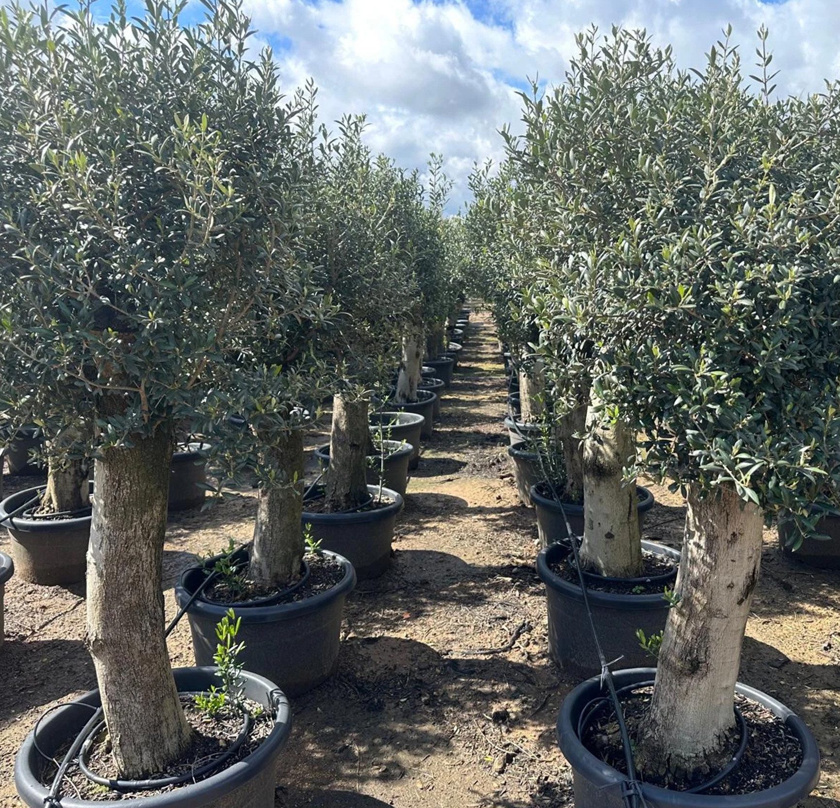 Palms-Store Olivenbaum Olivenbaum Olea Europaea, ca. 250cm Hoch, 1 St., Ca. 60 Jahre alt, winterhart bis –17 °C geeignet