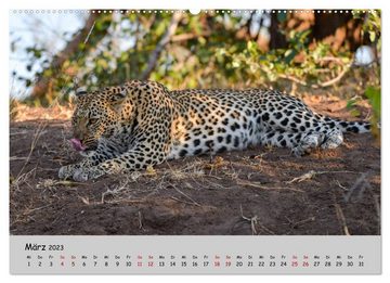 CALVENDO Wandkalender Leoparden - groß und klein (Premium, hochwertiger DIN A2 Wandkalender 2023, Kunstdruck in Hochglanz)