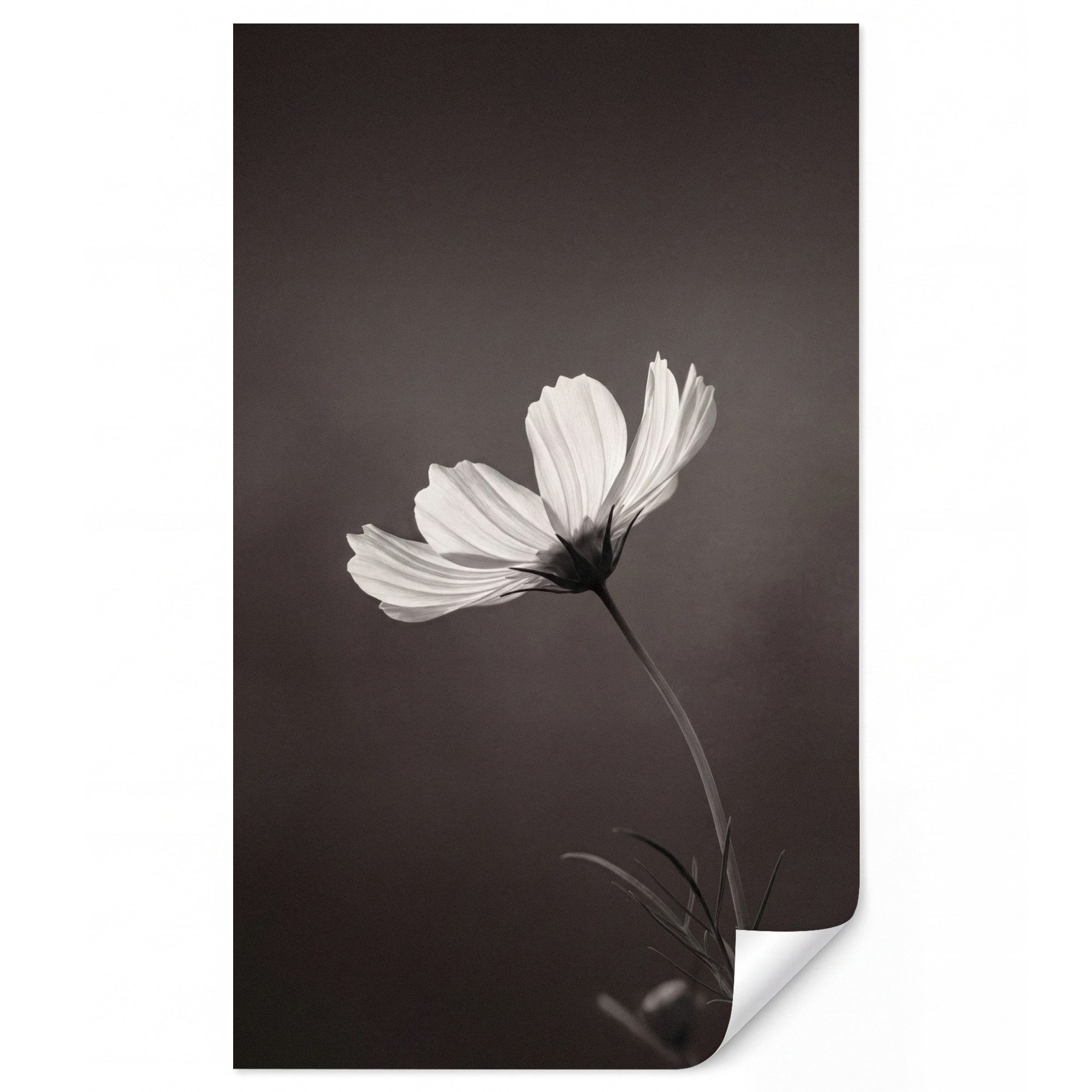 OnlyWow Fototapete Blume - Minimalistisch - Schwarz - Weiß, Matt, bedruckt, Modern, Wanddekoration, Wohnzimmer, Wandtapete 120x200cm
