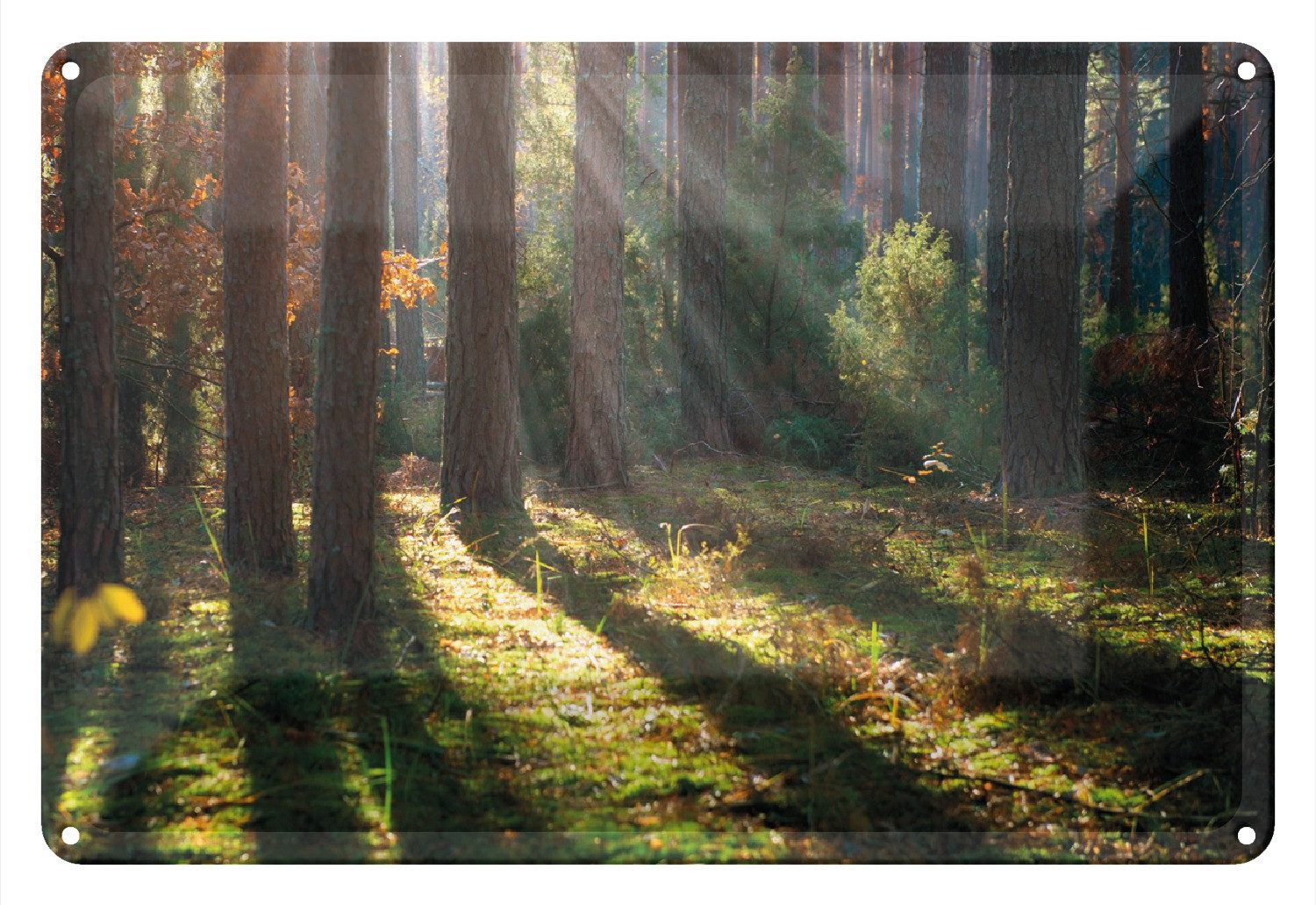 Wallario Metallbild, Sonnenstrahlen im Herbstwald, in verschiedenen Ausführungen