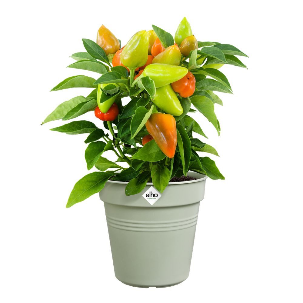 Elho Pflanzkübel green basics anzuchttopf 17cm steingrün