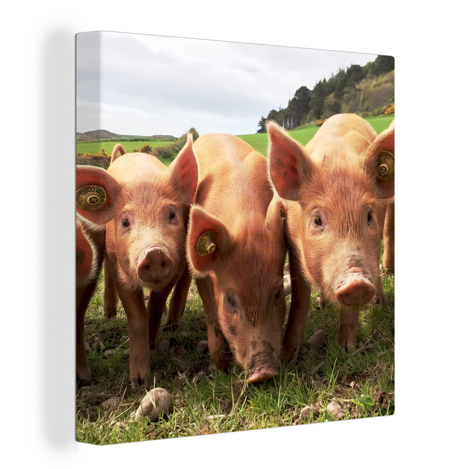 OneMillionCanvasses® Leinwandbild Schweine - Groß - Tiere, (1 St), Leinwand Bilder für Wohnzimmer Schlafzimmer