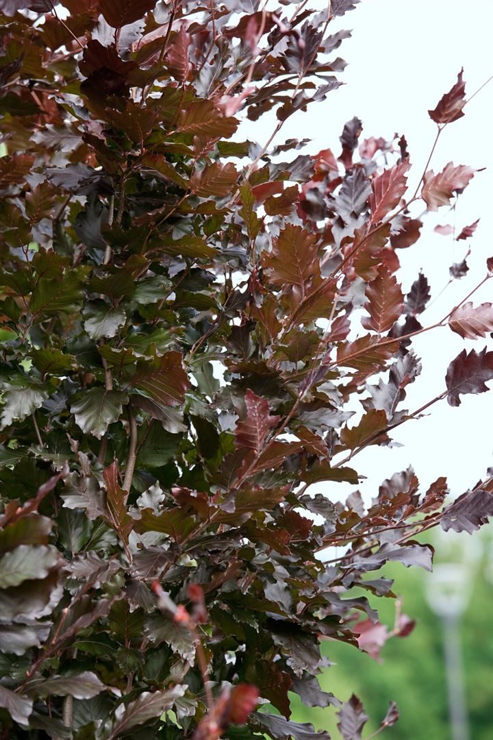 Pflanzen für Dich Hecken Fagus sylvatica Rohanii, 1 St., Rotbuche, Blutbuche, rotblättrig, schnittverträglich