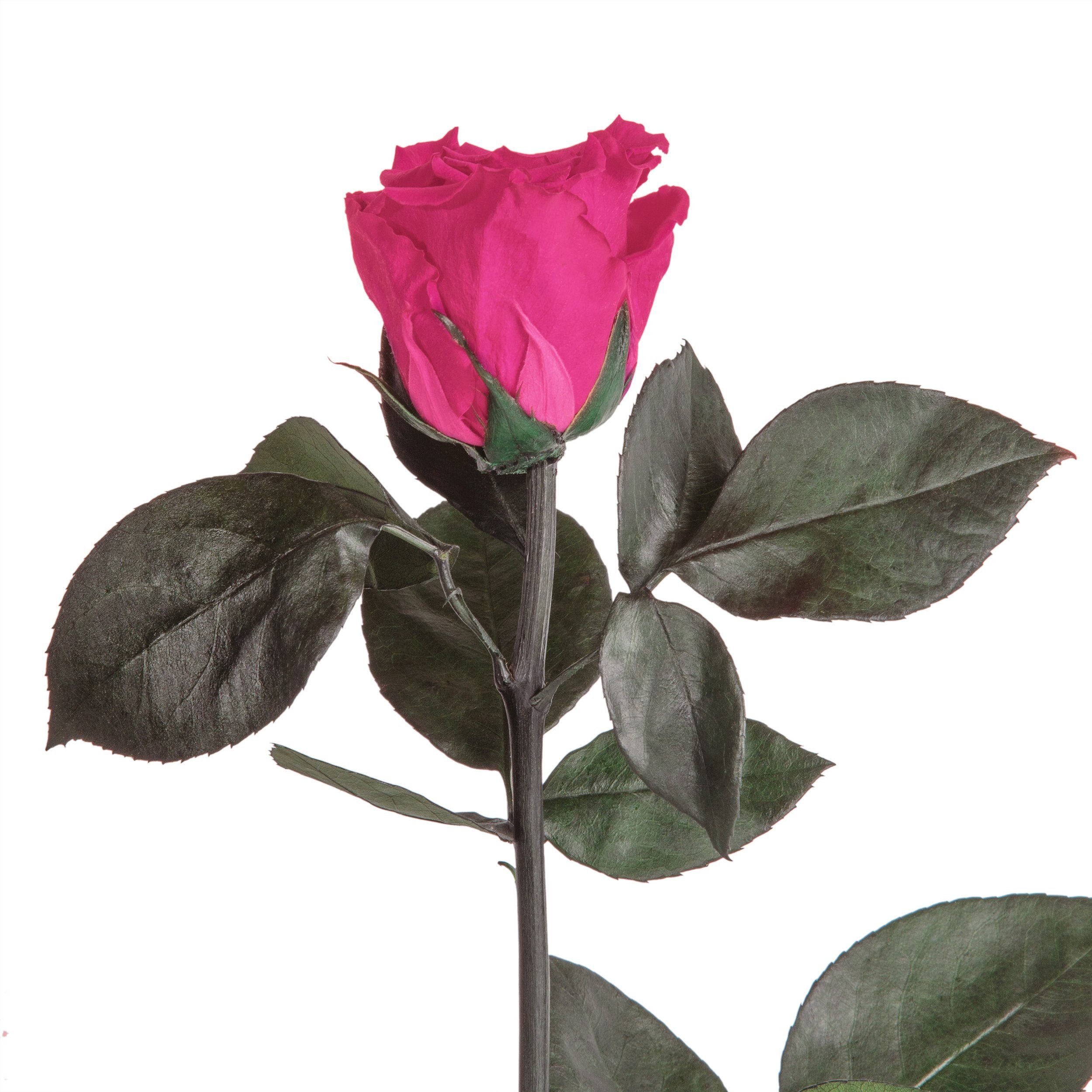 Kunstblume Ewige Rose konserviert mit Stiel günstig online kaufen